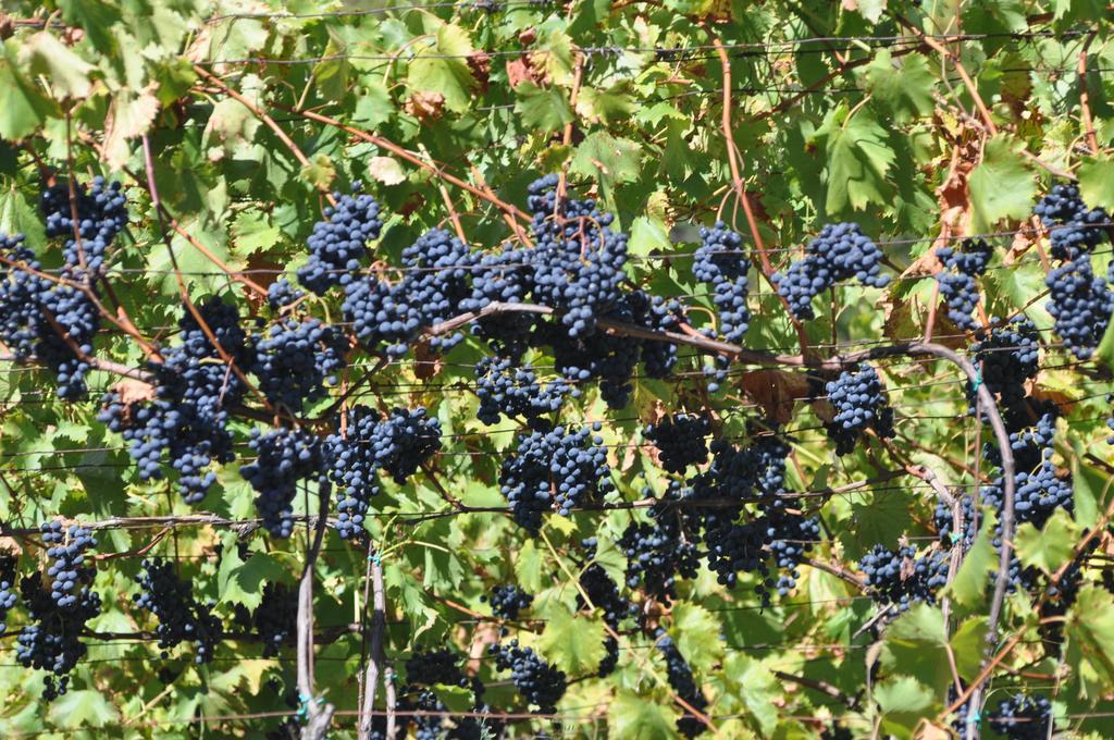 Ausserperskolerhof - Adults Only Fiè Eksteriør billede